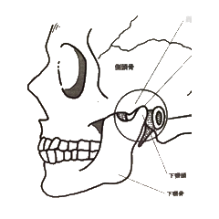 顎の骨